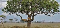 Lions in the Serengeti, World Expeditions